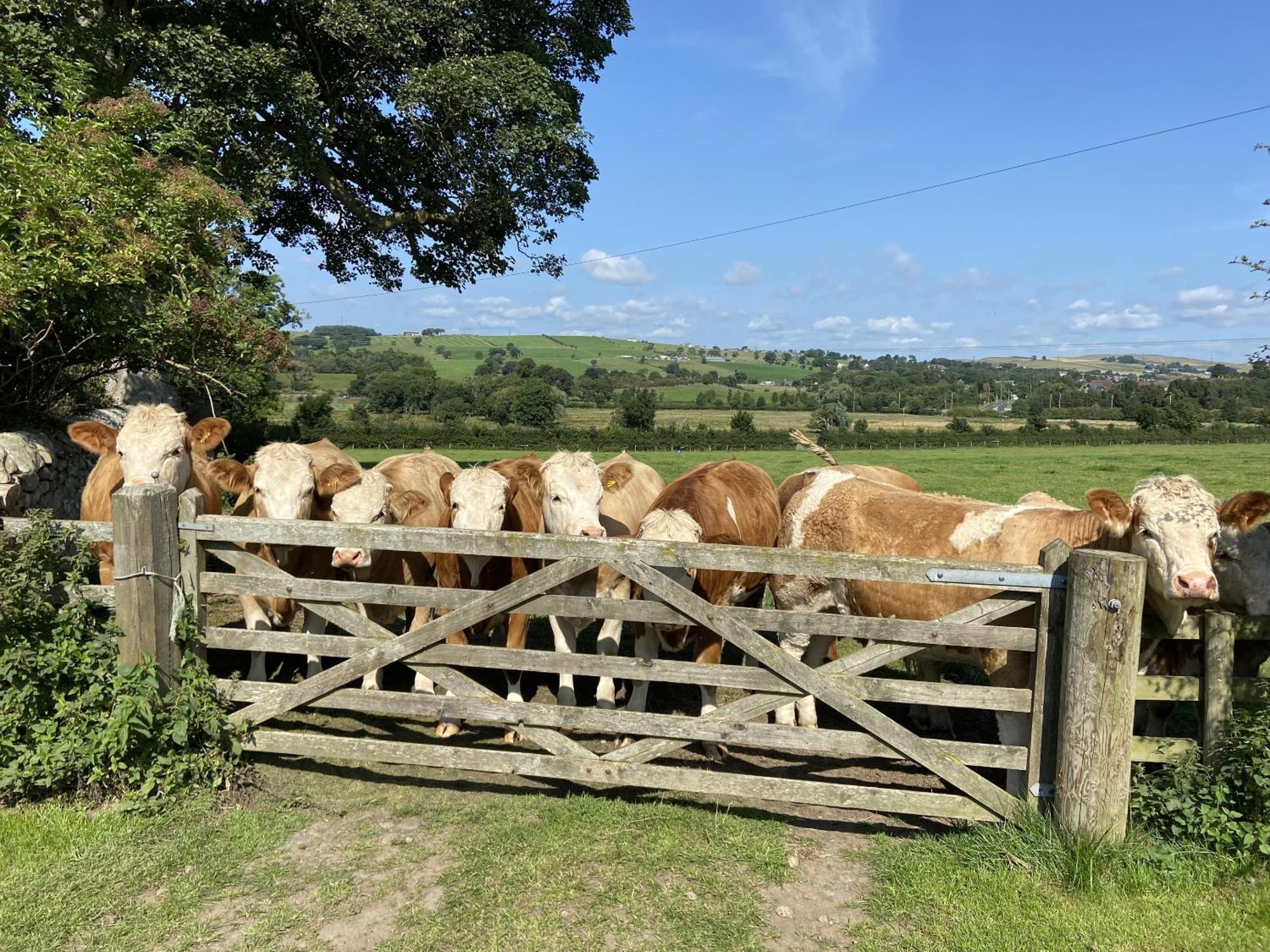 Wydon Farm Bed And Breakfast Haltwhistle Exteriör bild